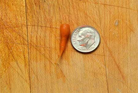 Tiny Carrot Tiny Carrot