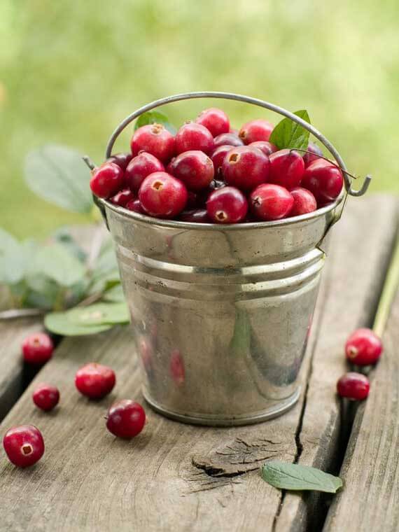 A bucket of fresh cranberries sits on a table with greenery in the background