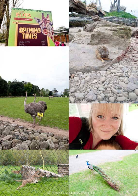 A photo collage of Fota Zoo in Ireland shows a few animals living at the zoo.