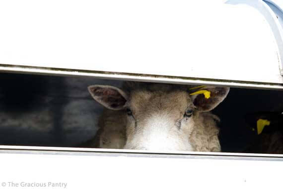 A lamb looking through the slats in a transport truck.