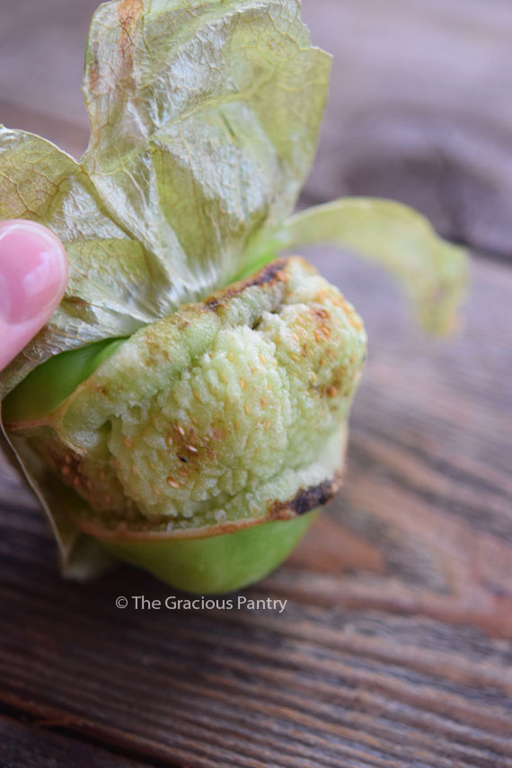 A tomatillo with it's husk pulled up to show overgrown, blistery sides. This depicts a tomatillo that should not be purchased.