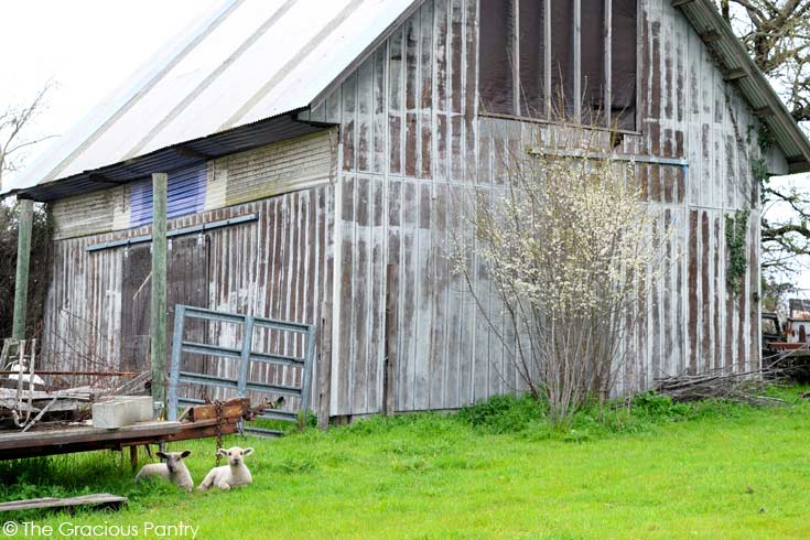 Photo of an old barn with sheep laying in front of it off to the left. It shows the field trip we went on the day I made this Clean Eating Cabbage Hash recipe for dinner.