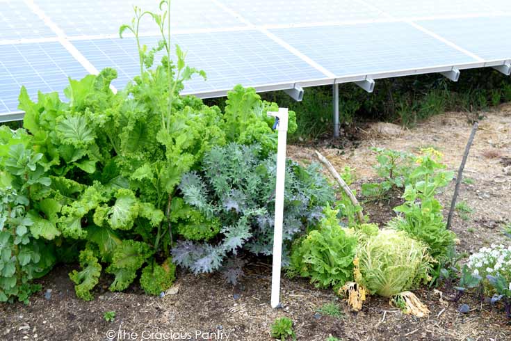 A vegetable garden with vegetables growing.