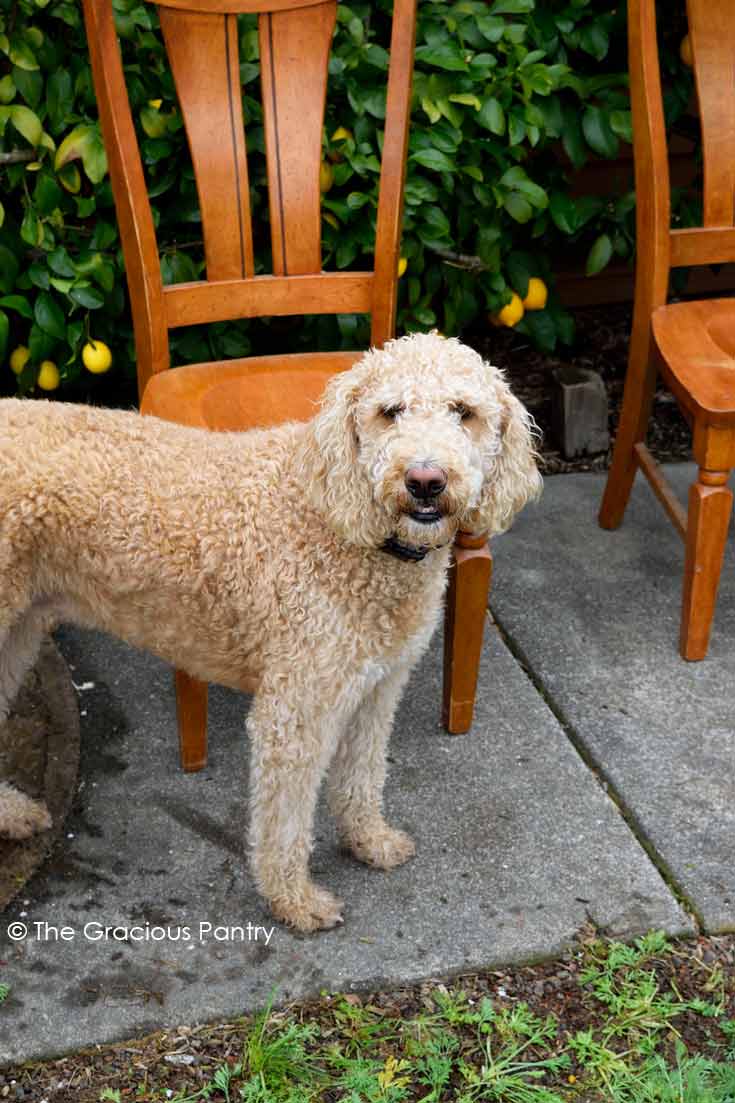 Photo of a short haired, curly haired, brown dog named Sandy who we met on field trip we went on the day I made this Clean Eating Cabbage Hash recipe for dinner.