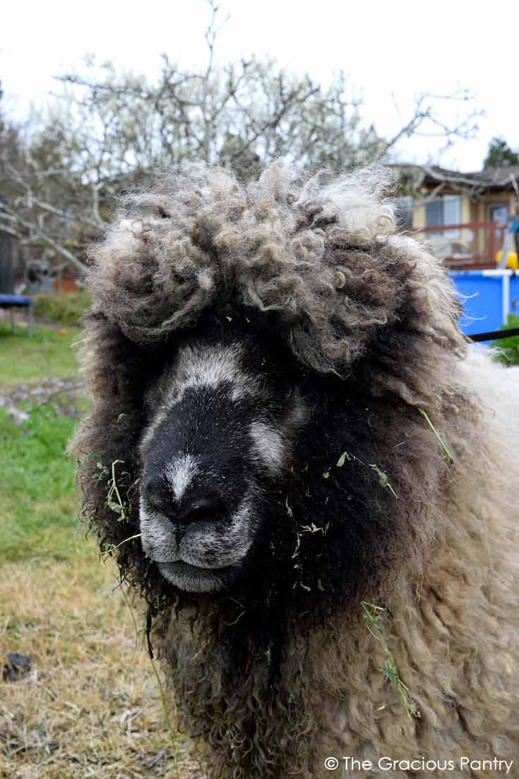 Up close photo of a sheep munching some hay on the field trip we went on the day I made this Clean Eating Cabbage Hash recipe for dinner.