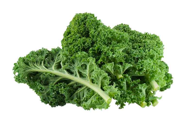 Curly kale on a white background