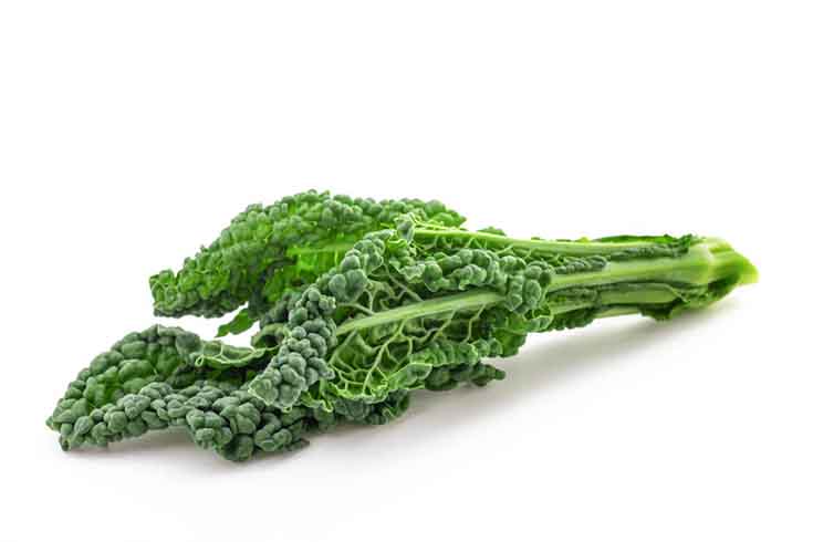 Lacinato Kale on a white background