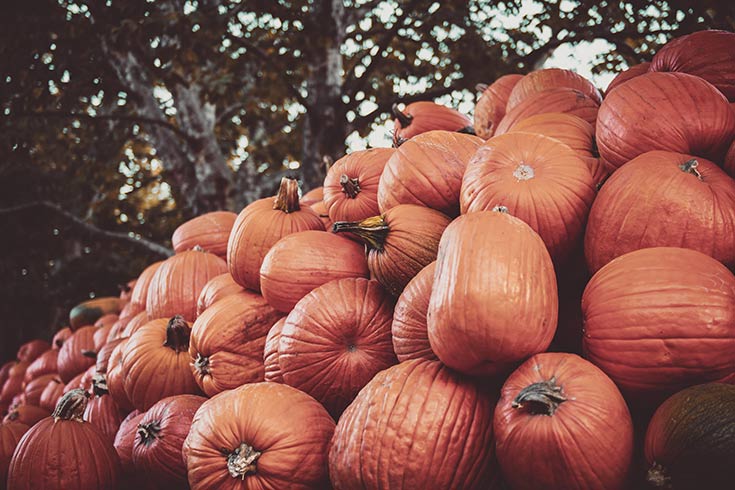 This list of superfoods includes pumpkin. This photo shows an outdoor pile of pumpkins.
