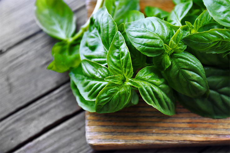 Are You Propagating These Kitchen Herbs At Home? You Should Be If You Love To Cook