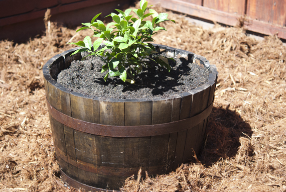 Wine barrel planter in a garden.