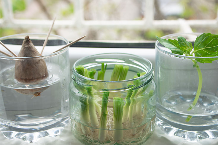 Plants in glasses on a sunny windowsill.