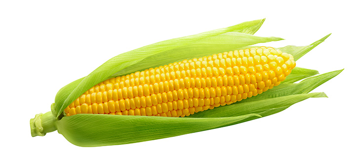 An ear of corn on a white background with the husk still attached and open.