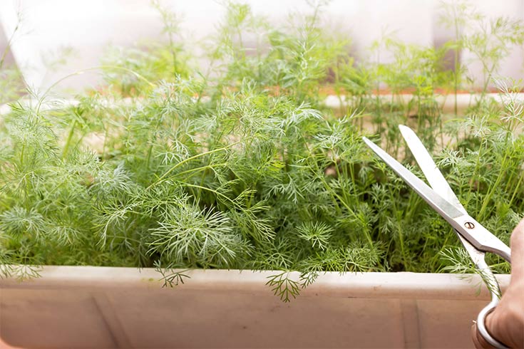 11 Herbs You Can Propagate On Your Kitchen Windowsill That Are Great For Cooking