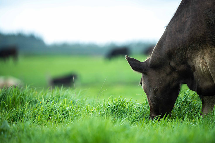 A cow eating grass in a pasture.