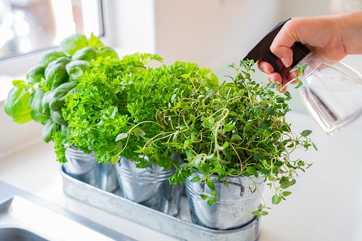 A hand with spray bottle sprays three pots of fresh herbs on a windowsill.