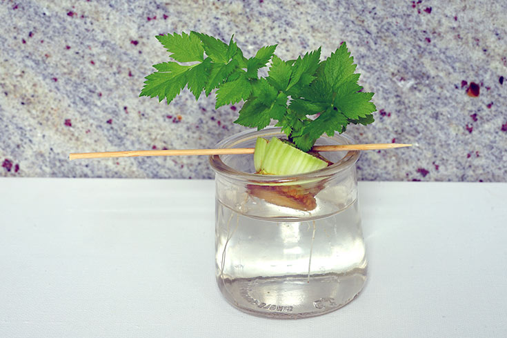 A celery stalk base in a jar of water.