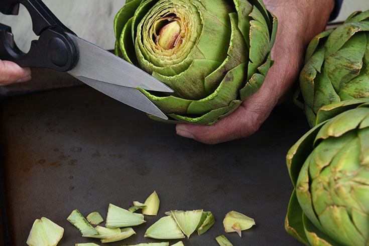 A pair of kitchen shears cutting the tips off an artichoke.