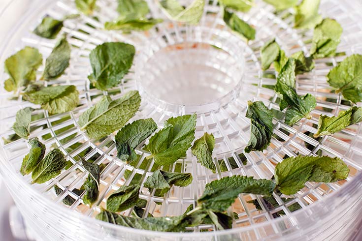 Herb leaves dehydrating on a dehydrator tray.