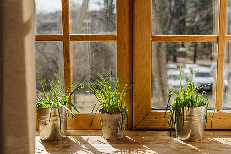Lemon grass in pots in a windowsill.