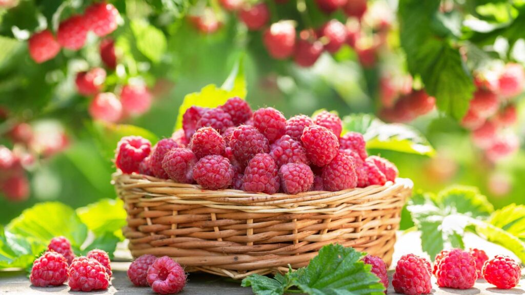 Raspberries in a basket sitting outdoors.