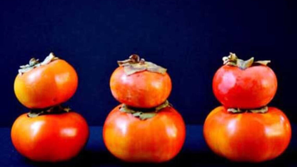 Persimmons stacked in three sets on a dark blue background.