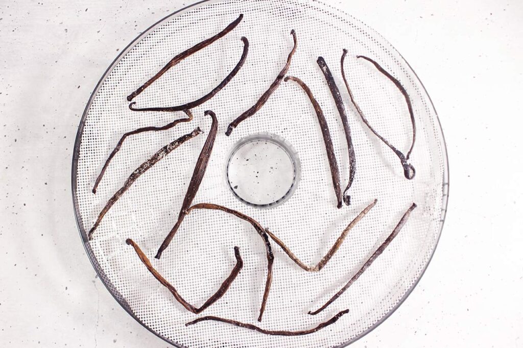 Dried vanilla bean in a dehydrator tray.