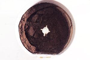 Overhead focus. A spice grinder filled with ground vanilla powder.