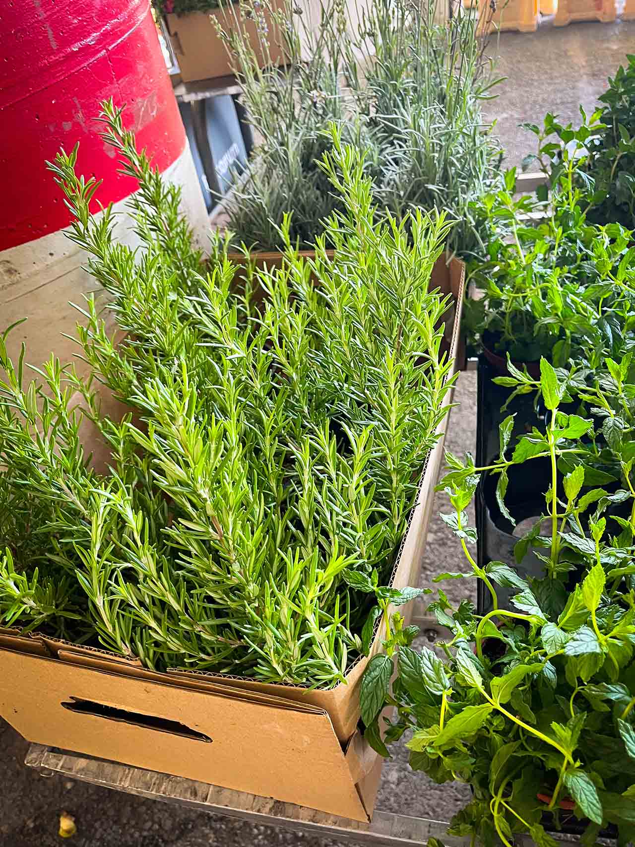 Fresh herbs in a box at the open market in El Campello, Spain.